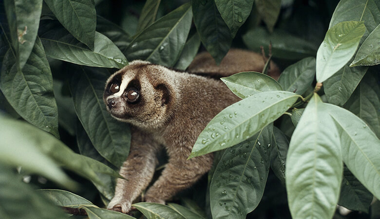 野生生物の違法取引は、生物そのものを絶滅の危機に追い込むことはもちろん、感染症や害虫を蔓延させるリスクにもつながる。とりわけコウモリやスローロリスなどは、人獣共通感染症をもたらす可能性のある動物。
