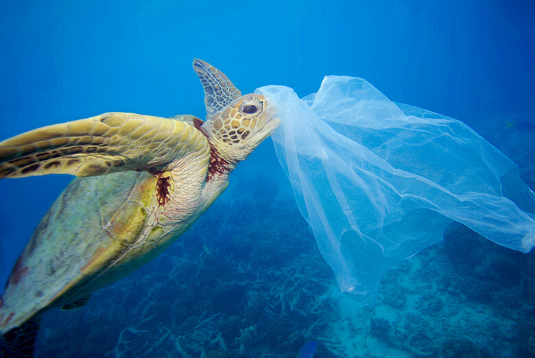 海中を漂うビニール袋はまるでクラゲのようにも見え、誤って食べてしまう生き物がたくさんいます。