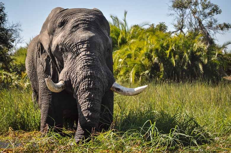 地上最大の野生動物 ゾウ Wwfジャパン