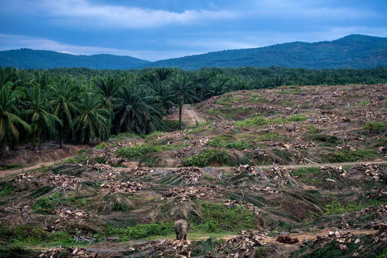 農園開発などため、熱帯林が切り拓かれ、アジアゾウなどの希少な生きものはすみかや食べ物を失い、絶滅の危機にあります。さらに、村に現れたゾウに村人が殺されてしまうことや、逆にゾウが毒殺されてしまうこともあります。