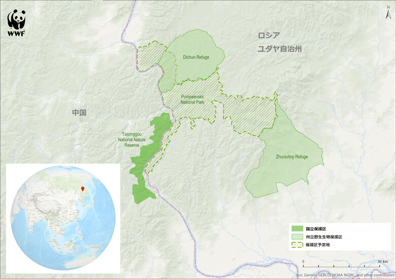 ロシアと中国の国境付近の保護区。緑の斜線部分が保護区設立を目指しているエリア。今回の調査はこの地帯6割のエリアと2つの州立野生生物保護区をカバーしました。年内に中国側の国立保護区でも同様の調査が実施予定で、国境を越えた保護区の設立を目指しています。