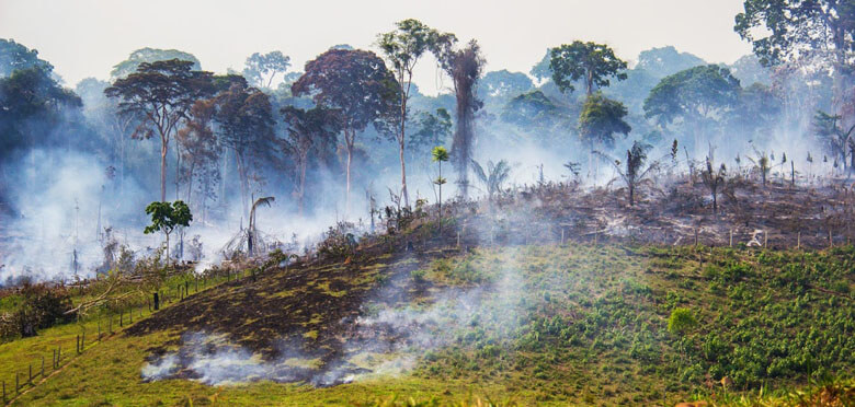 農地や牧草地の拡大を優先する政策は、森林破壊の大きな原因となっている