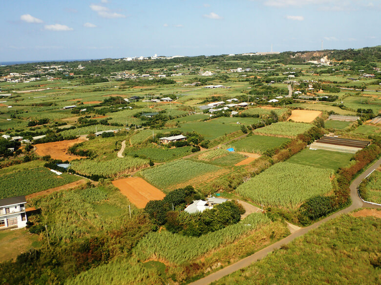 与論島の主な産業は農業。島はサトウキビ畑に覆われています。