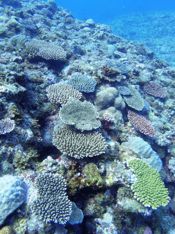 与論島北沖に広がるサンゴ。水深12mほどのこの海域には、まだ多くのサンゴが生きています。