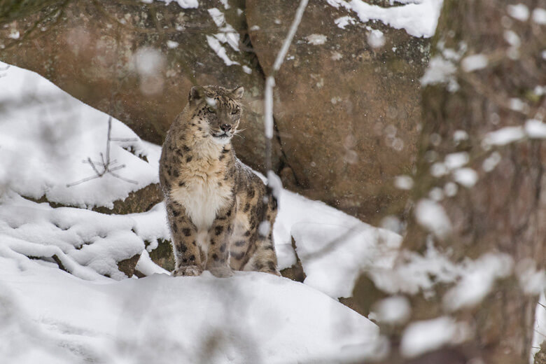 ユキヒョウはIUCN(国際自然保護連合)のレッドリストで、絶滅の危機が高いとされる「危急種(VU)」に選定されています。