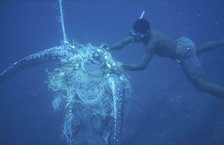 目的としない海の生物が網にかかる混獲も漁業では問題となっている