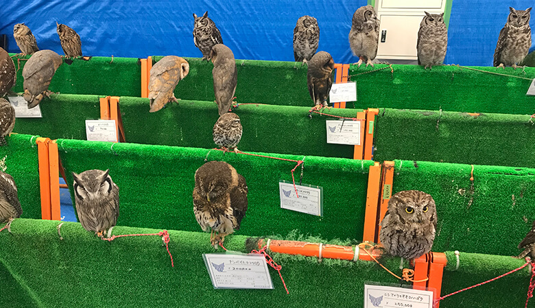 珍しい野生動物をペットにする「エキゾチックペット」問題。解決には、消費者の意識変容とともに、関係省庁や専門家、事業者をはじめとする幅広いステークホルダーとの協力が必要です。