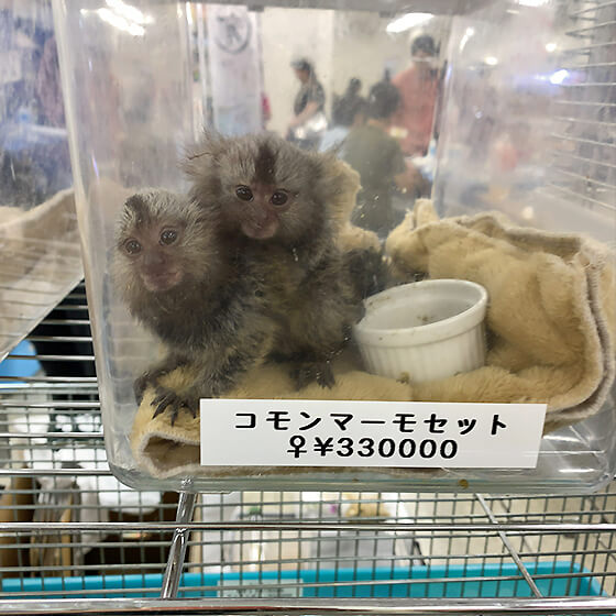日本のペットフェアで高額で販売されるコモンマーモセット。サル目は商業目的の輸入が感染症法により禁止されている。