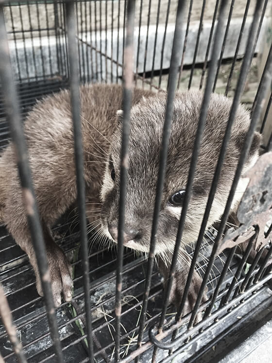 東南アジアでペット用に捕らえられているコツメカワウソ。近年日本でのペット人気の高まりから密輸が相次いでいた。2019年にワシントン条約で国際取引が禁止に。