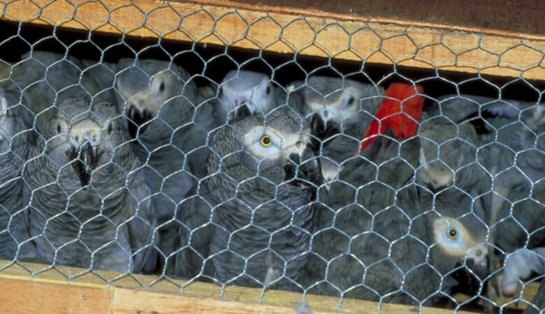 税関で押収されたヨウム。西アフリカに分布する大型のオウム類で、絶滅の危機にある。ペットとして人気が高い。