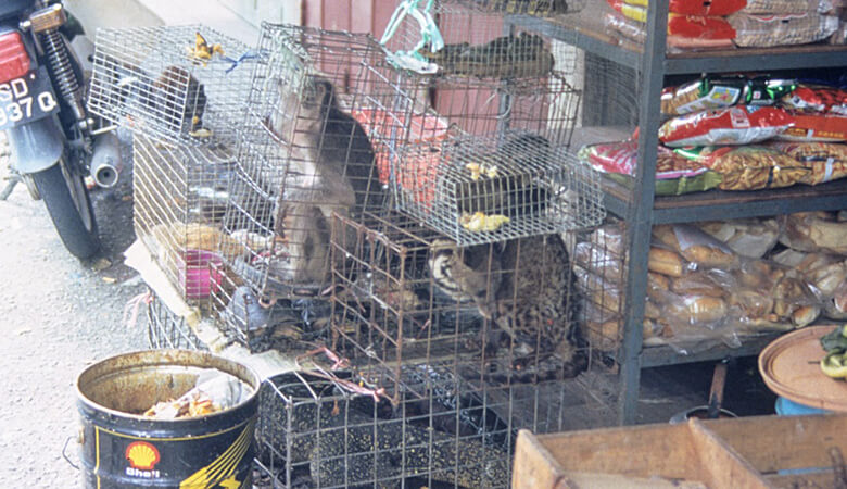 さまざまな動物が取引されるアジアの市場