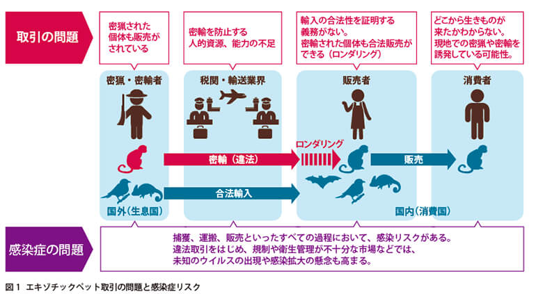 海外から野生動物と共に持ち込まれる感染症のリスクは、動物の捕獲や運版、販売といったすべての過程において発生します。