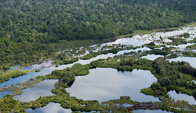 インドネシアの泥炭湿地林。枯れた植物の死骸が、水中で分解されずに泥炭となって蓄積され、その上に森林が形成される(インドネシアスマトラ島)。