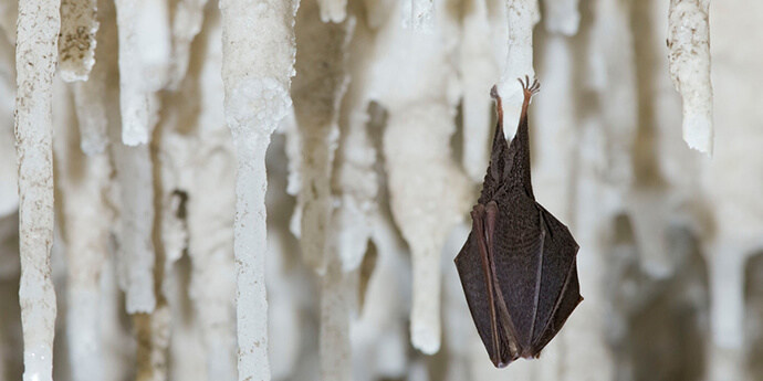 ヒメキクガシラコウモリRhinolophus hipposideros。同属のシナキクガシラコウモリ R. sinicusが新型コロナウィルスの自然宿主と推定されている。