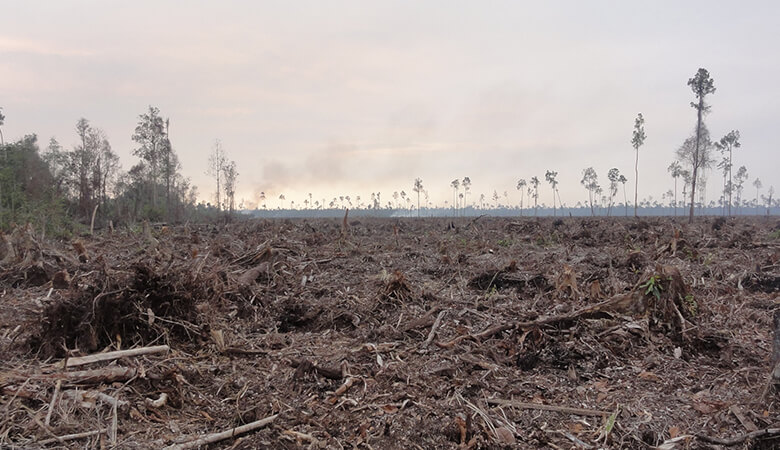 紙パルプ用の植林地開拓のための大規模な自然林破壊が、地平線まで広がる。破壊された森は、絶滅の危機に瀕する野生のトラも生息する希少な自然の熱帯林だった（インドネシア、スマトラ島）。