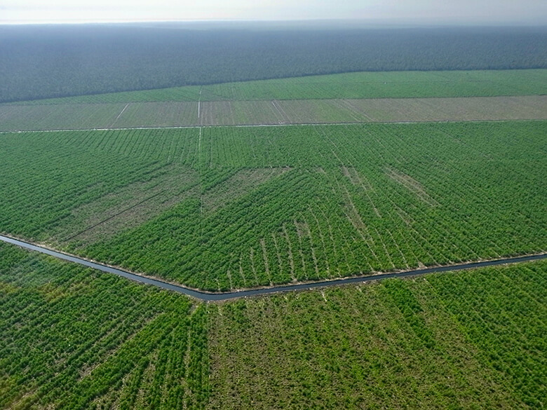 自然の森を大規模に伐採した後につくられる植林地（手前）と奥に広がる自然の森。このような植林地に植えられる樹種は、成長が速く５〜７年で収穫が可能となる。植林地はこうした同じ種類の樹種ばかりが人工的に並び、多種多様な木々の存在する熱帯の森とは大きく異なる（インドネシア、スマトラ島）。