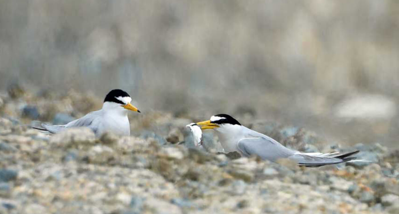 コアジサシの舞う空 Wwfジャパン