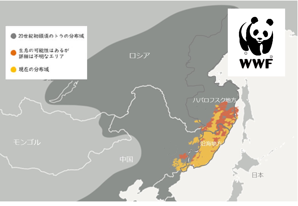 2020年現在、シベリアトラの推定個体数は600頭ですが、20世紀初頭には約2,000頭が生息し、分布域は今よりもはるかに広大だったと考えられています。