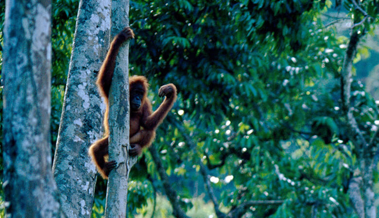 アブラヤシ農園の拡大により、絶滅が心配されているオランウータンなどの希少な野生動物が命をはぐくむ熱帯林が破壊されている。
