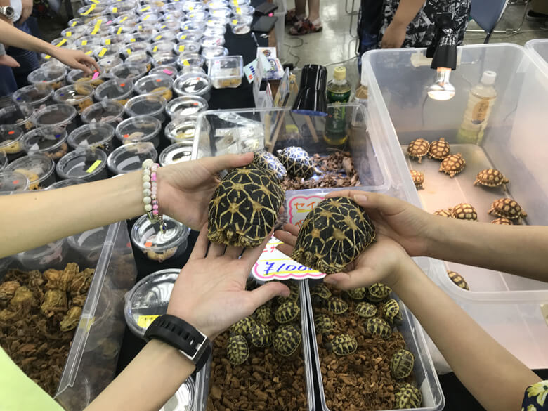 インドホシガメも密猟が止まず、2019年11月から国際取引が禁止。日本はインドホシガメの最大の輸入国であった(撮影2019年9月)