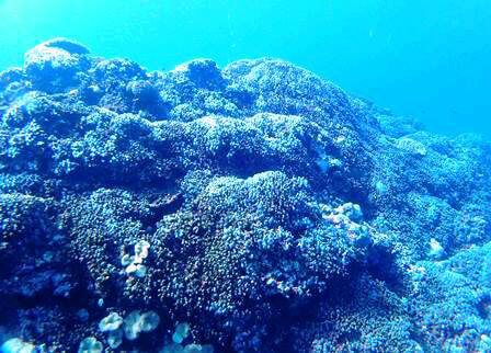 この貴重な喜界島のアオサンゴ群集が、適切に保全・利活用されることを願います。