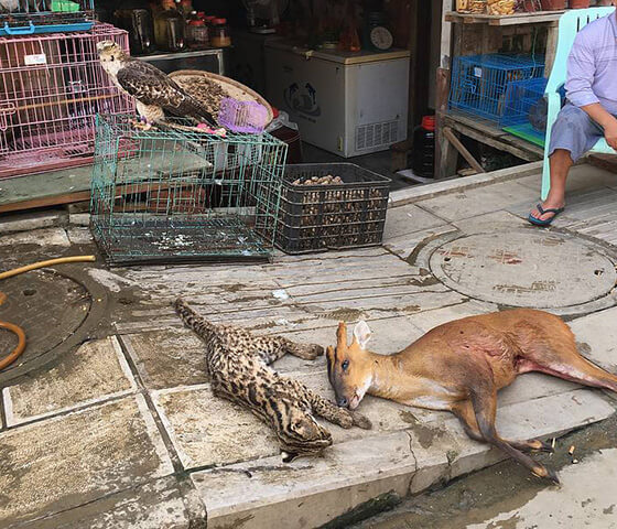 野生動物を売る東南アジアのマーケット
