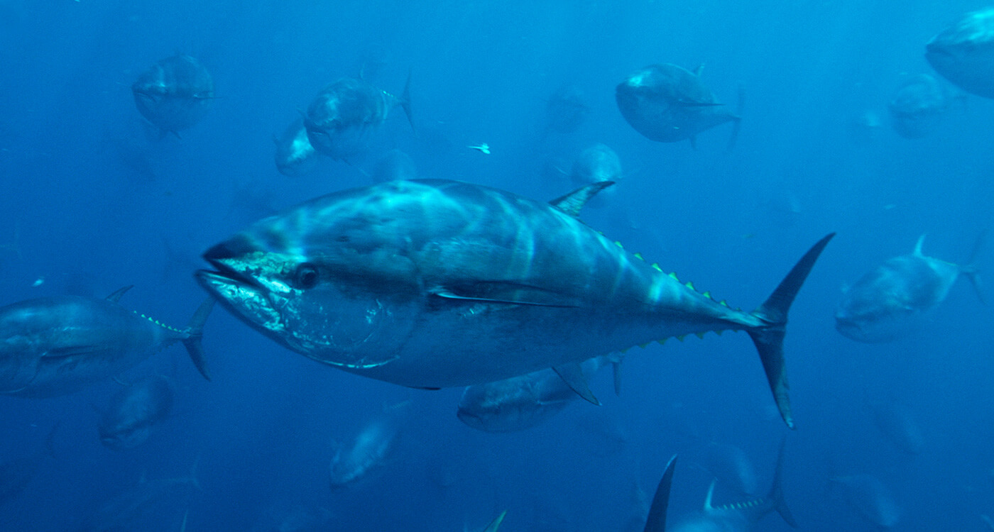 マグロという生物 Wwfジャパン