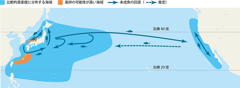 マグロという生物 Wwfジャパン