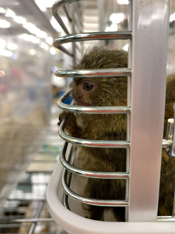 日本のペット市場で販売されるサル