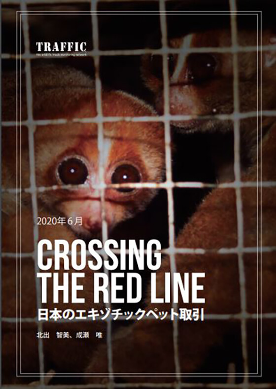 TRAFFICが2020年6月に発表した報告書によると、2007年~2018年に日本向けの密輸として押収された野生動物のエキゾチックペットは合計1,161匹にも及びます。