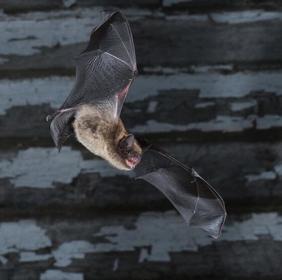 北米に生息するトビイロホオヒゲコウモリMyotis lucifugus。一般的な種だったが白鼻症候群により激減し、絶滅危惧種なった。