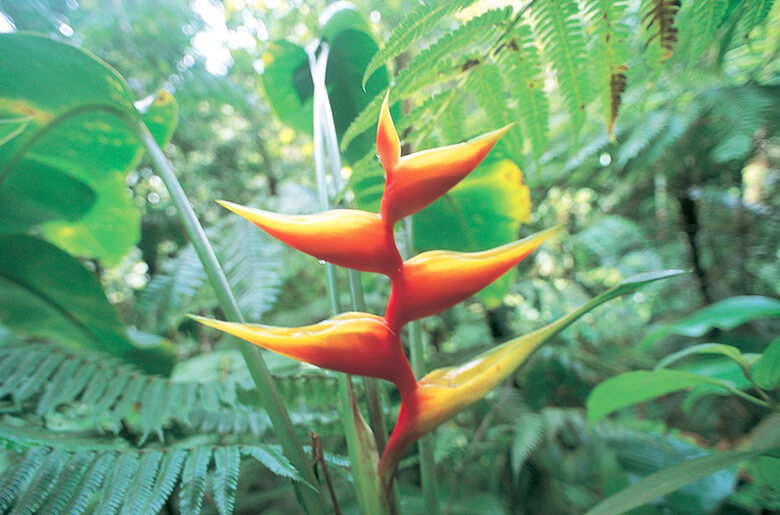 ヘリコニア・ビハイの花。受粉は鳥やコウモリによって行なわれる。感染症などによるコウモリの大量死や絶滅は、こうした植物の生育や地域の生態系にも悪影響を及ぼす。また、昆虫を捕食するコウモリの減少は、農業の害虫の増加にもつながる。