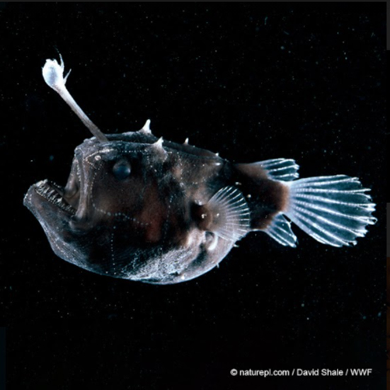 チョウチンアンコウの仲間はイリシウムと呼ばれる発光器官を額に持ち、発光基質のルシフェリンと発光酵素のルシフェラーゼの化学反応によって光ります。