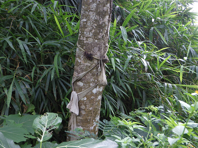 生息地に放置された、昆虫捕獲用と推測されるトラップ。