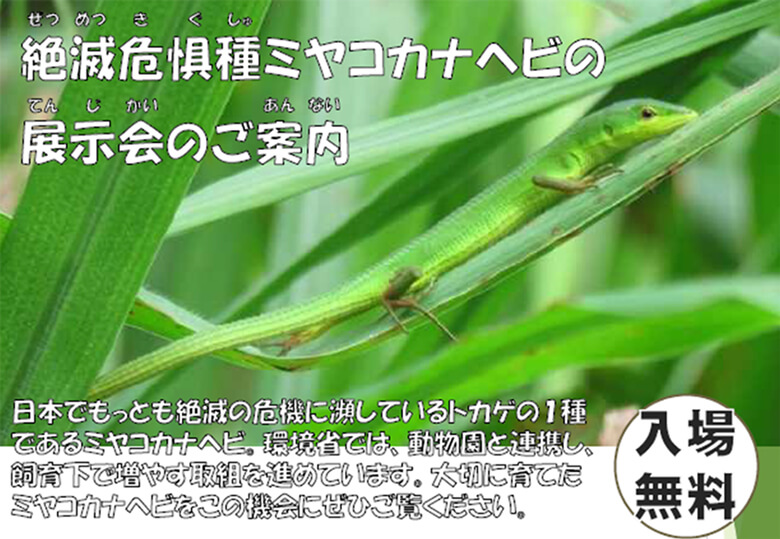 ミヤコカナヘビ生体展示イベントちらし