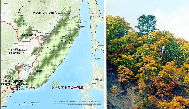 緑の斜線がシベリアトラの生息分布域を示す(左図)。紅葉する極東ロシアの針広混交林(右写真)