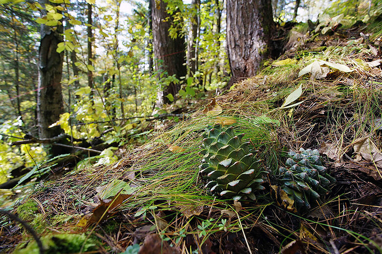 チョウセンゴヨウ(Pinus koraiensis)の松ぼっくり。大きなものでは17センチにもなり、中には約120個の松の実が詰まっている。