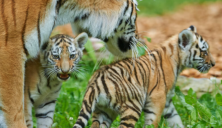シベリアトラの母子