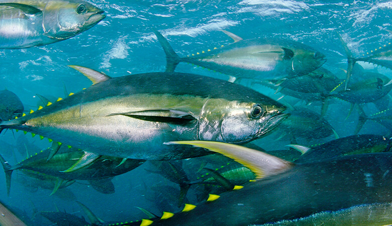 日本で多く消費されるマグロ類もIUU漁業のリスクが指摘されている