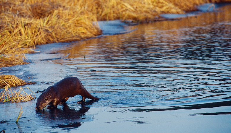 ユーラシアカワウソ