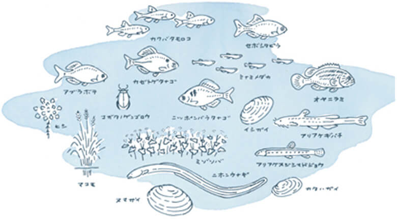 九州北西部の水田地帯に生きる代表的な生きものたち。豊かな農業と唯一無二の豊かな生物多様性を支えるその自然は、「日本の宝」ともいわれる。
