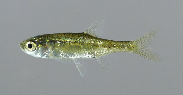カワバタモロコ(コイ目コイ科)6月に見られる金色の婚姻色が美しい魚。英名はゴールデン・ビーナス・チャブ(チャブは英語でコイ科の淡水魚)