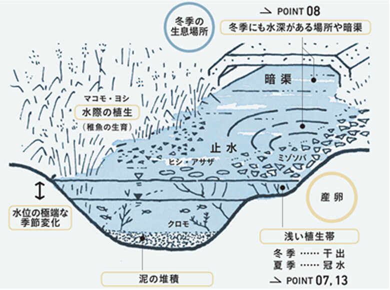 カワバタモロコの生息に必要な水路の環境