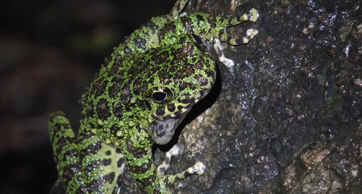 野生生物の密猟・違法取引に関するシンポジウム」開催報告 ｜WWFジャパン