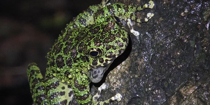アマミイシカワガエル