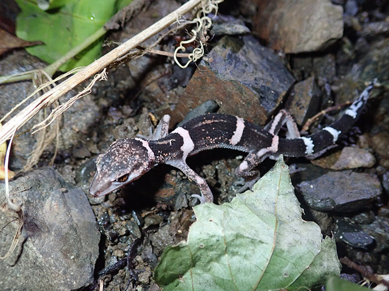 奄美・徳之島に生息するオビトカゲモドキ
