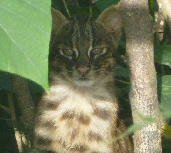 路上に出てきたイリオモテヤマネコの仔