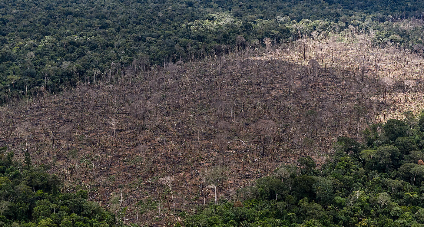 動画あり 森林破壊の最前線 最新報告書を発表 Wwfジャパン