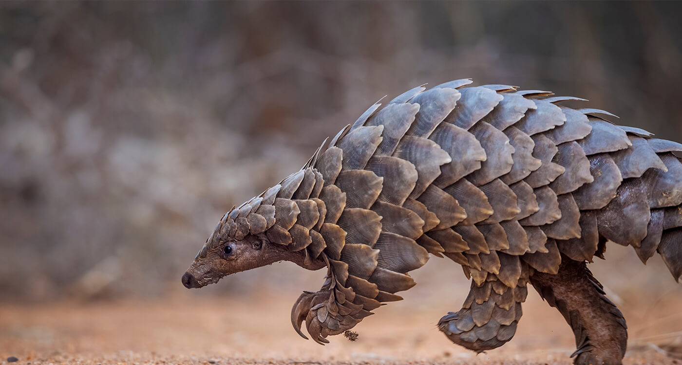 センザンコウ と は