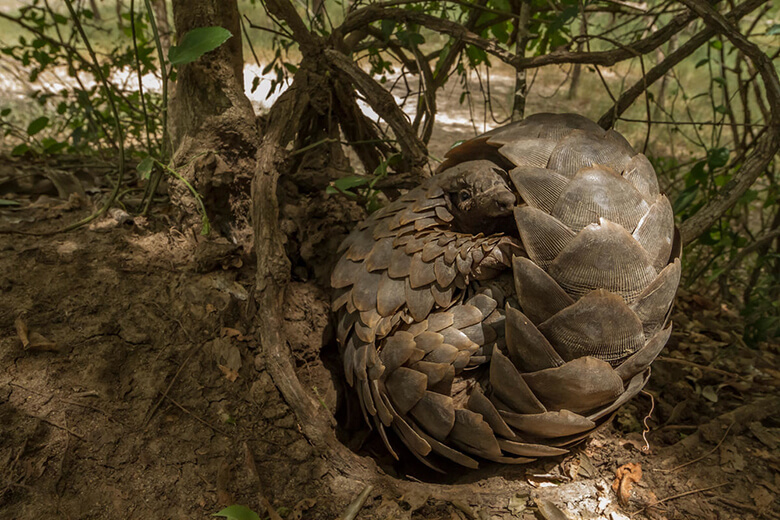 休んだり身を守るために丸まるセンザンコウ。新型コロナウイルスは、もともと野生のコウモリが保有していたウイルスといわれていますが、これが人に感染する過程において、センザンコウを経由したのではないか、と指摘する研究者もいます。